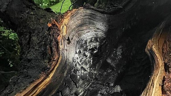 In Werther schlug am frühen Dienstagmorgen der Blitz in eine Fichte am Ascheloher Weg ein. Der Baum brannte vollständig aus. - © Feuerwehr Werther