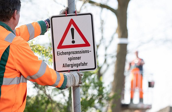 Da die Nester dieses Jahr vermehrt am unteren Baumstamm auftauchen, sei Abstand halten das erste Gebot. - © Friso Gentsch