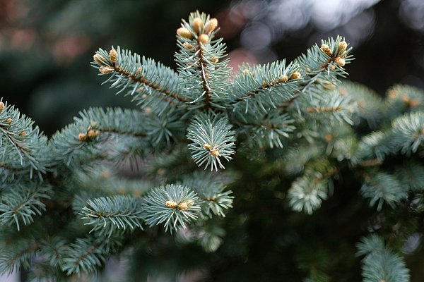 Die Tannenbäume haben in der Adventszeit in den Wohnzimmern für weihnachtliche Stimmung gesorgt, doch jetzt werden sie ausrangiert. - © Pixabay
