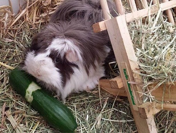 Skeptischer Blick - dabei frisst Meerschweinchen "Schoko" Gurke für sein Leben gerne. - © Julia Gesemann