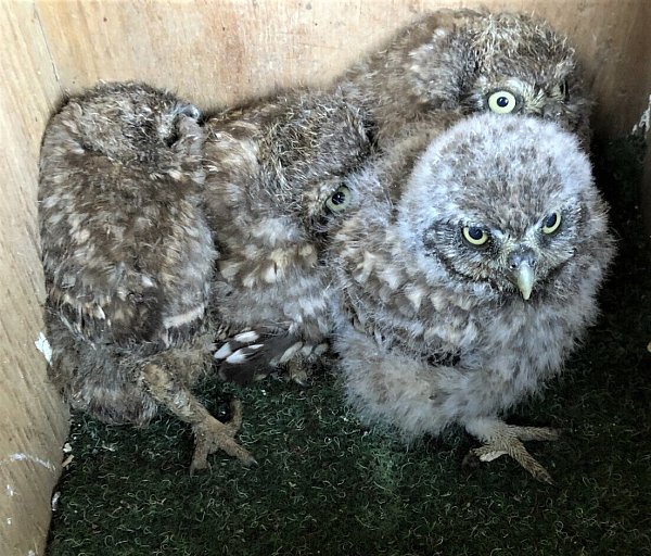 Findling "Steini" (vorne) und seine Stiefgeschwister. Erhard Nolte hat sie in einer Kiste mit grünem Teppich "zwischengeparkt", um den Hunnebrocker Nistkasten zu säubern. - © Erhard Nolte