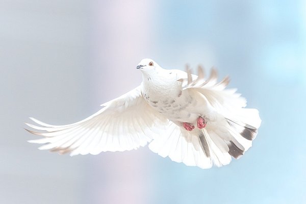 Der Heilige Geist wird mit unterschiedlichen Symbolen dargestellt. Am bekanntesten sind die Feuerzungen und die Taube. - © Symbolbild/Pixabay