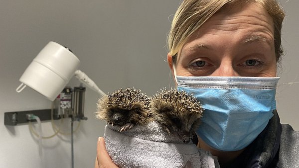 Svenja Wulfhorst, Tiermedizinische Fachangestellte in der Praxis von Heiner Vorbohle mit zwei Igel-Kindern. - © Susanna Stubbe