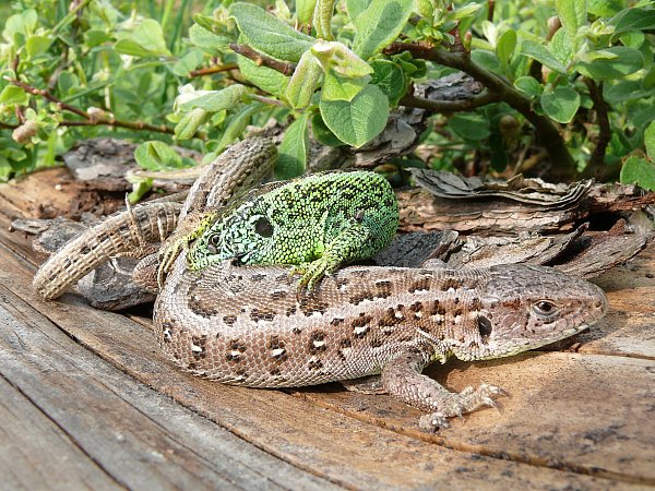 Eng verschlungen: Zur Paarung beißt das Männchen zu. - © Karl Heinz Niehus