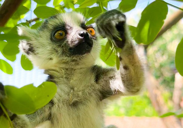 Das Katta-Baby hat sich gut entwickelt und wird nun von Hand aufgezogen, weil seine Mutter es verstoßen hat. - © Hannchen Fenna Kloppert/Tierpark Ströhen