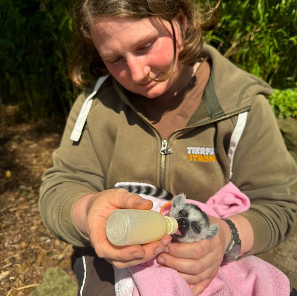 Das Kattababy wird von seiner Pflegerin Frauke Niehaus gefüttert. - © Hannchen Fenna Kloppert/Tierpark Ströhen