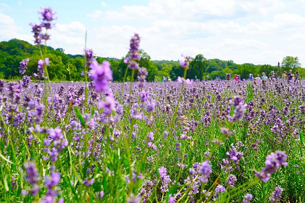 Das Lavendelfeld war ein beliebtes Fotomotiv auf dem Gelände der Landesgartenschau. - © Mamfred Huette