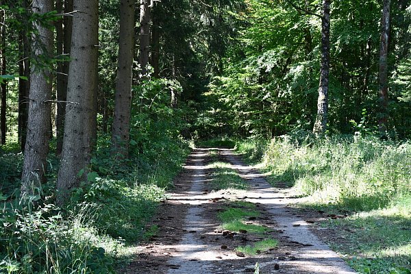 Die ehemalige Zuwegung in das Lager sieht noch so aus wie vor 78 Jahren. - © Peter Drews/Landkreis Holzminden
