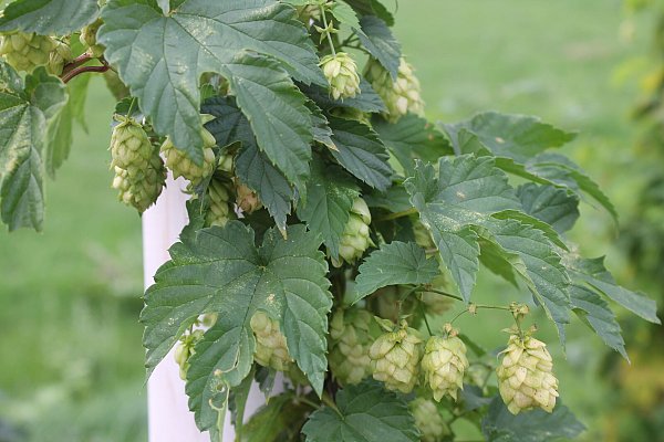 Zur Landesgartenschau ist der Hopfen nach Höxter ganz in die Nähe des ehemaligen Klosters zurückgekehrt. - © LGS
