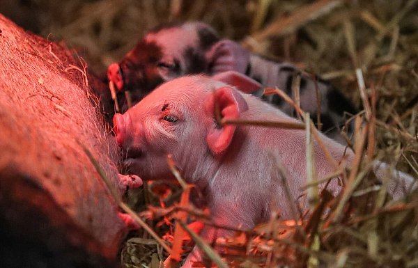 Wie süß: die frischgeborenen KuneKune Ferkel. Die Schweinerasse Kune Kune stammt ursprünglich aus Neuseeland. - © Susanne Ismer