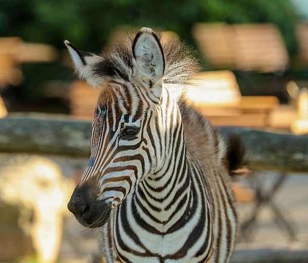 Das Zebrafohlen Toni entwickelt sich prächtig. Seine Mutter war bei der Geburt gestorben. - © Susanne Ismer