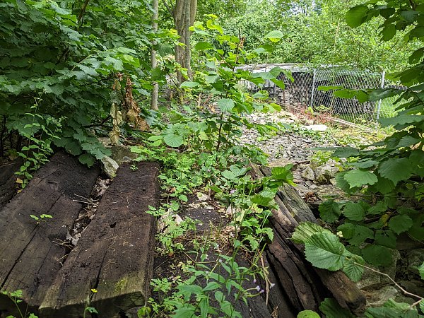 Die alte Trasse der Almetalbahn bei Wewer ist total verwuchert. - © Markus Freckmann