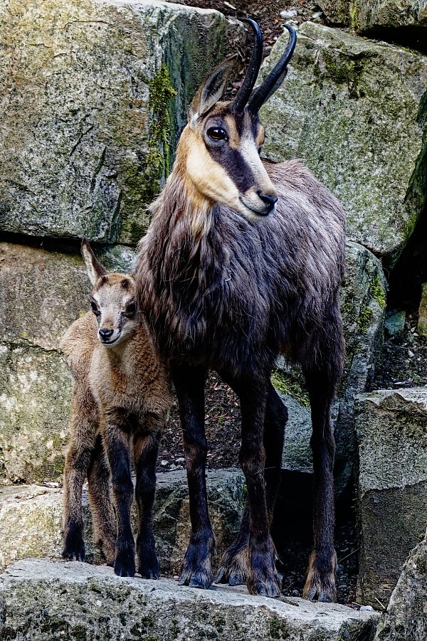 Regelmäßig werden Gämse im Tierpark Olderdissen geboren. - © Steve McAlpine
