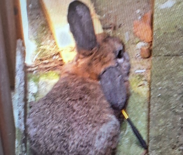 Bestialische Tierquälerei: Unbekannte haben in Bielefeld ein Kaninchen mit einem Pfeil durchbohrt. - © Tierschutzverein Bielefeld