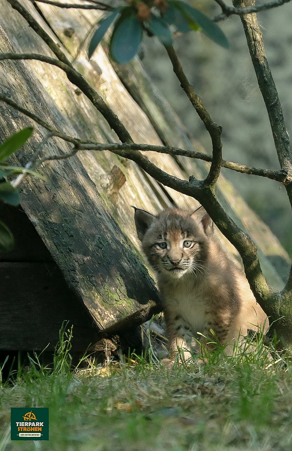 Das niedliche Luchs-Mädchen im Tierpark Ströhen ist wohlauf. - © Susanne Ismer