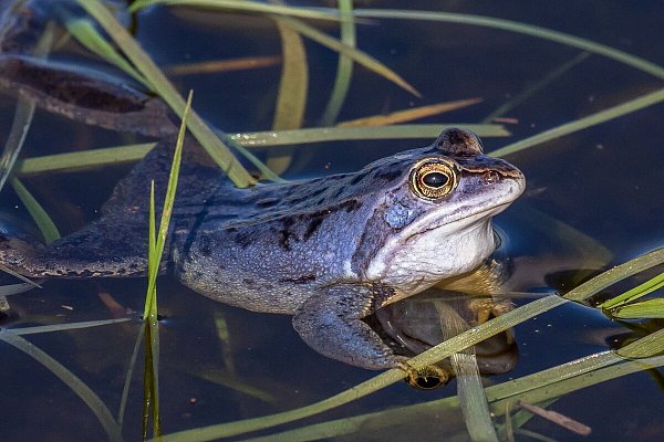 Moorfrösche verschwinden, weil Tümpel vermehrt austrocknen. Hellblaue paarungswillige Männchen werden so zur Rarität. - © Andreas Schäfferling