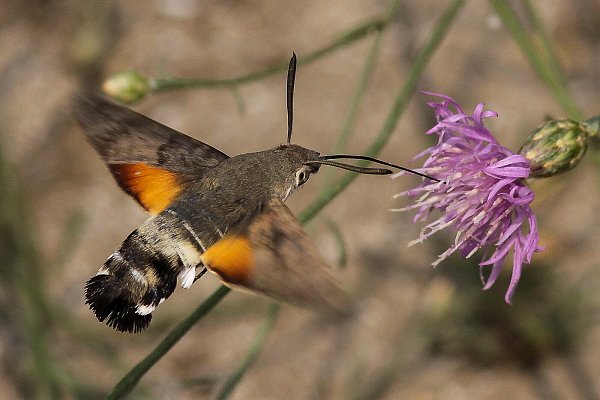 Das Taubenschwänzchen kommt im Sommer immer häufiger aus dem Süden zu uns – und saugt wie ein Kolibri im Schwirrflug Nektar aus den Blüten. Der tagaktive Schwärmer fällt sofort auf. - © Andreas Schäfferling