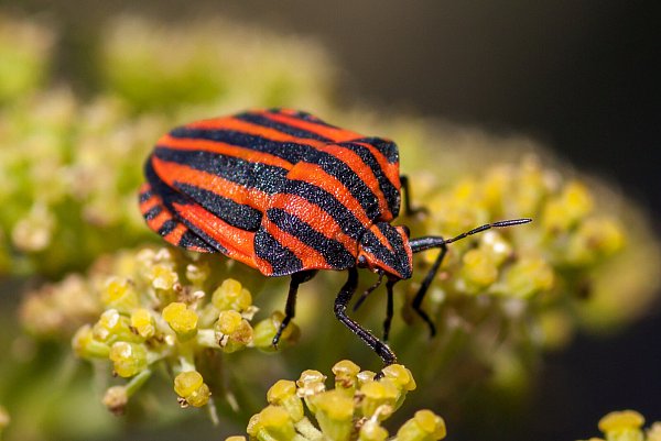Die roten Streifenwanzen kommen aus dem Mittelmeerraum und sind jetzt oft in unseren Gärten zu sehen, gerne am Giersch. - © Andreas Schäfferling