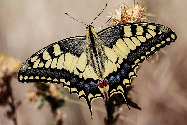 Der Schwalbenschwanz ist häufiger zu sehen: Seine grün-schwarze Raupe mit hellroten Punkten kommt in der Johannisbachaue vor. - © Andreas Schäfferling
