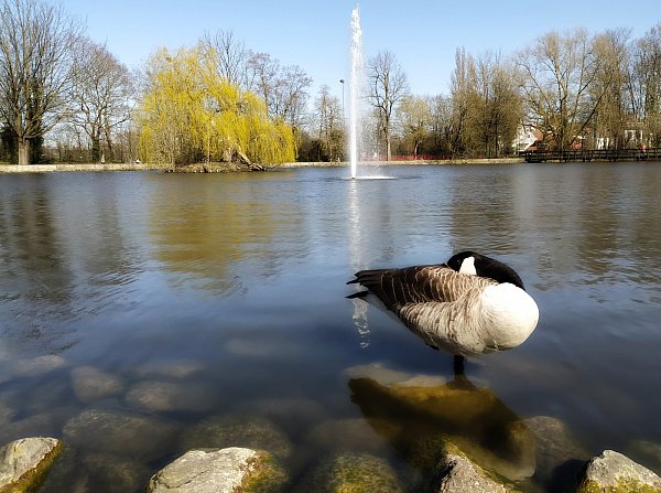 Mittlerweile sind mehr Gänse als Enten zu sehen. Wie diebisch sie sind, kann unser Autor noch nicht sagen. Foto: Nicolas Bröggelwirth - © Nicolas Bröggelwirth