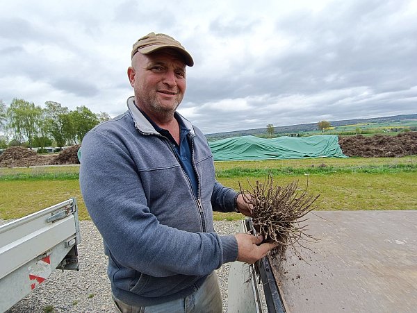 Zart sprießt das Grün an den kräftigen Lavendelpflanzen, die im vergangenen Sommer im Weserbogen blühten. Tausende davon hat Gerhard Hollmeier mit seinem Team jetzt im Brückfeld eingepflanzt. - © Huxarium-Gartenpark Höxter