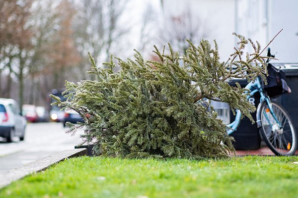 In Sürenheide übernehmen 2025 die Jungschützen Sürenheide die Baum-Abholung, in Kaunitz die Kolpingjugend. - © dpa
