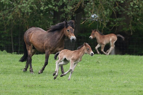 Die Exmoorponys haben zwei Fohlen bekommen. - © David Selbert