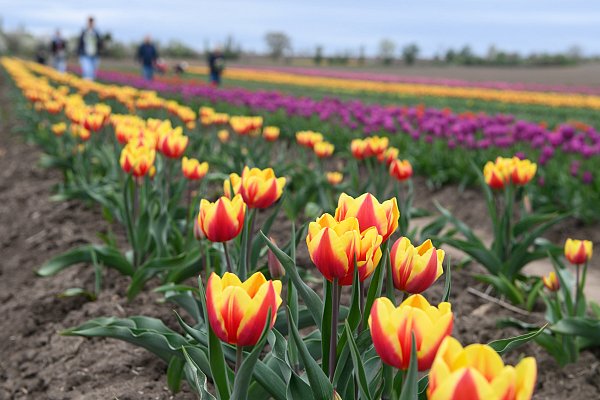 Auf dem Feld des Hof Krüger in Bielefeld wachsen zum Beispiel Tulpen. - © dpa
