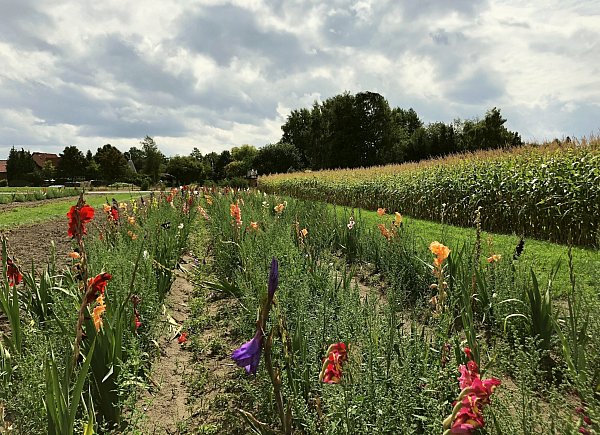 Die Blumenfelder im Kreis Gütersloh bieten eine Vielfalt an Blumensorten - © Günter Sielemann