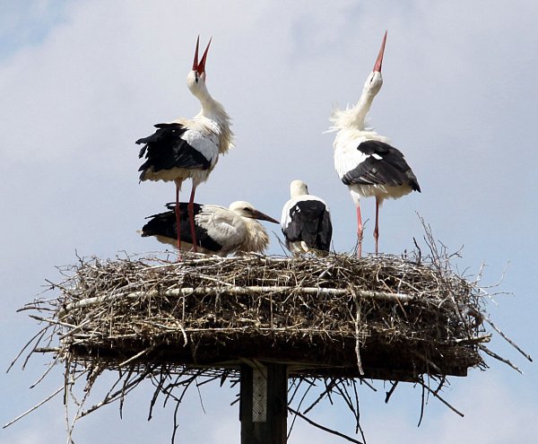 Ein klapperndes Weißstorchpaar mit zwei Jungvögeln. - © Biologische Station Kreis Paderborn/Senne