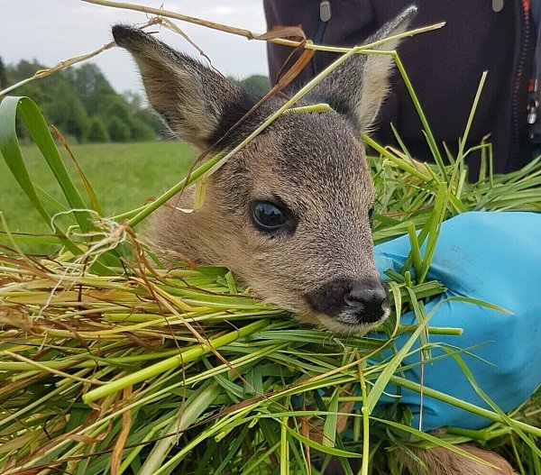 Ein Rehkitz, das morgens mit der Drohnentechnik entdeckt wurde. Die erste Frühjahrsmahd fällt mit der Brut- und Setzzeit vieler Wildtiere zusammen. Um die Tiere bestmöglich zu schützen, arbeiten Bauern, Jäger und Lohnunternehmer eng zusammen. - © Frank Meise