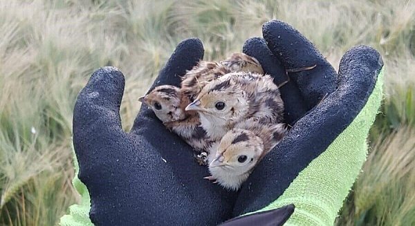 Fasanenküken, die morgens mit der Drohnentechnik entdeckt wurden. Viele Jägerschaften oder Hegeringe verfügen über Drohnenteams, die nach Absprache mit den Landwirten vor dem Mahdtermin zur Wildtiersuche eingesetzt werden. - © Frank Meise