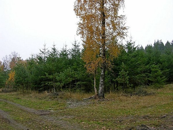 So sah die Wistinghauser Senne im Jahr 2009 aus. Das Foto ist vom gleichen Standort aus aufgenommen, wie das obere. - © Dirk Grote