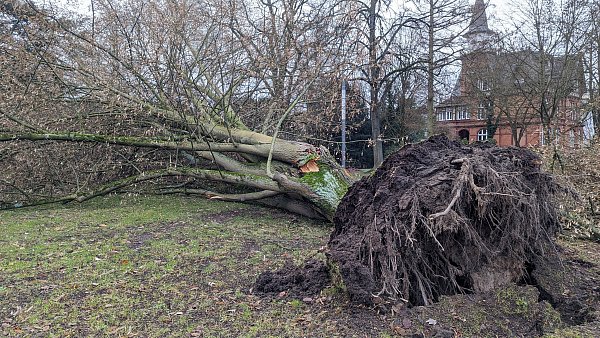 In Herford wurde durch den Sturm eine Linde umgerissen. - © Susanne Blersch