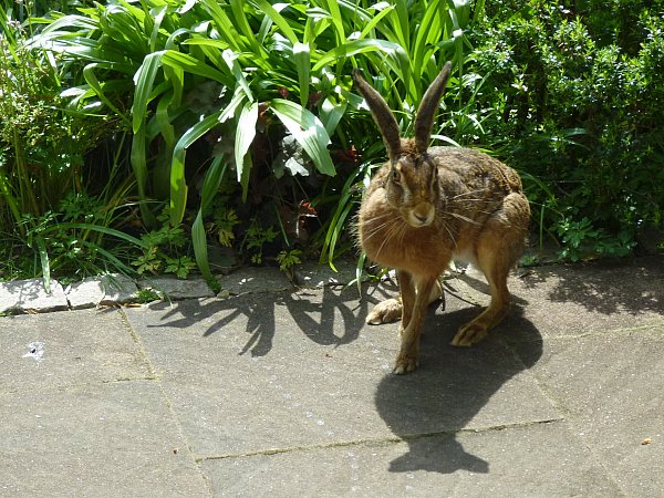 Bis auf die Terrasse hat sich der Feldhase getraut. Auch das ist nicht mehr unbedingt ungewöhnlich. - © Wolfgang Mauer