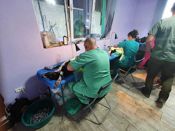 Mit Kastrationsaktionen habe der Verein in Rumänien bereits Erfolge erzielt. Es gäbe weniger streunende Welpen. - © Hundehilfe ohne Grenzen