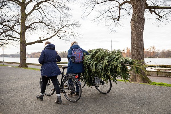 In Rheda-Wiedenbrück werden die Bäume am 13. Januar abgeholt. - © Symbolbild: dpa