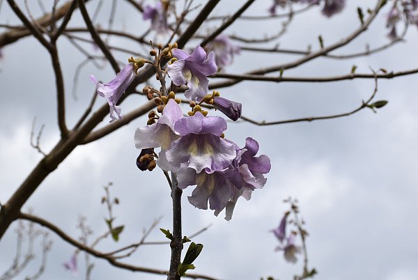 Auch den Blauglockenbaum gibt’s in Corvey im Remtergarten. - © Huxarium Gartenpark