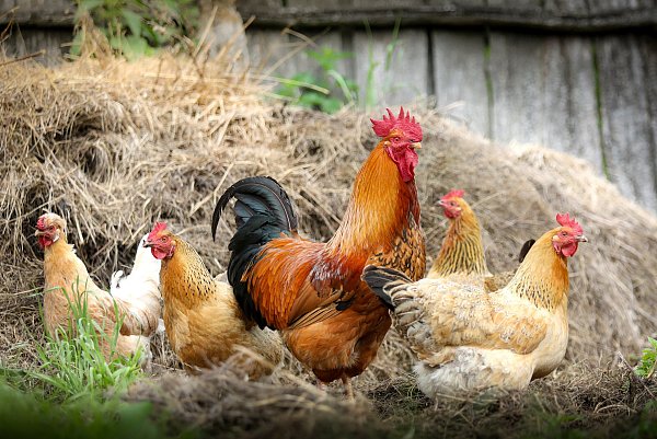 Tiere auf dem Bauernhof erleben. - © svklimkin/Pixabay