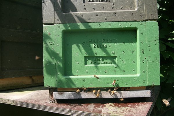 Ein kleines Volk: Die Bienen fliegen ein und aus auf der Suche nach gutem Nektar. - © Karin Wessler