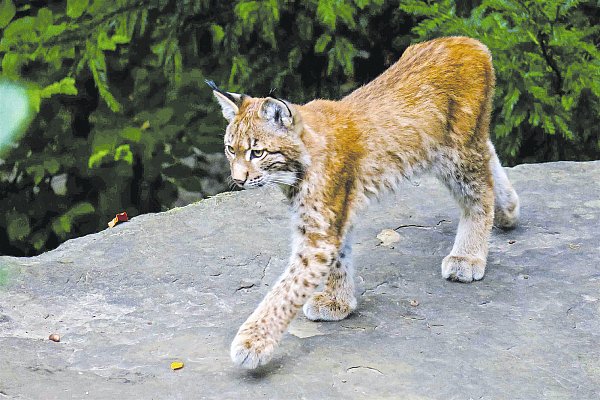 Und der kleine Luchs? Der muss bald Abschied nehmen. - © Kurt Ehmke