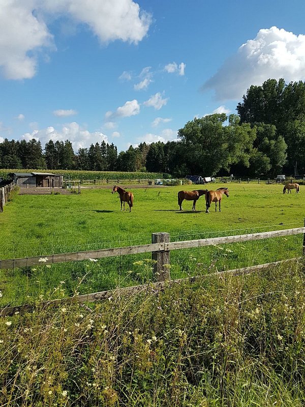 Da, wo früher der Welschenmeyerhof bewirtschaftet wurde, grasen heute Pferde. Des Rätsels Lösung der vergangenen Woche. - © Otmar Lüke