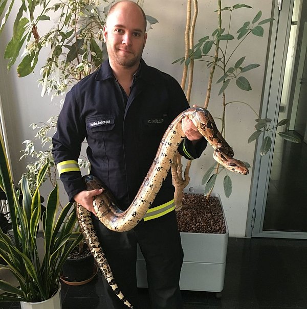 Ein Reptilienfachmann der Feuerwehr fing die Schlange ein. - © Feuerwehr Düsseldorf