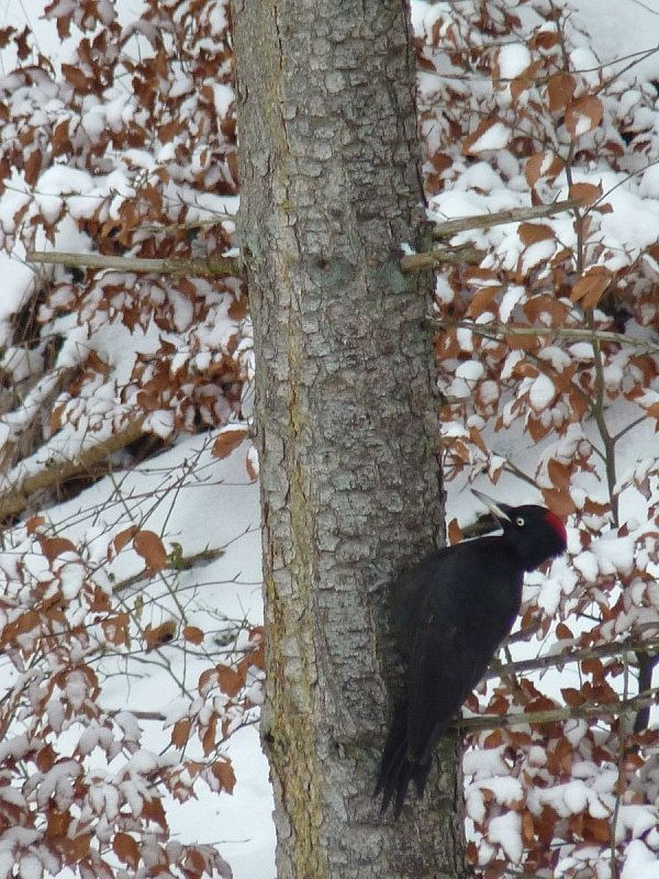 Schwarzspechte sind auch im verschneiten Wald zu sehen. - © Jan Preller