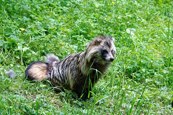 Der Marderhund könnte ebenfalls zu einer Gefahr für die heimische Tierwelt werden, befürchtet die Kreisjägerschaft. - © Pixabay/Symbolbild
