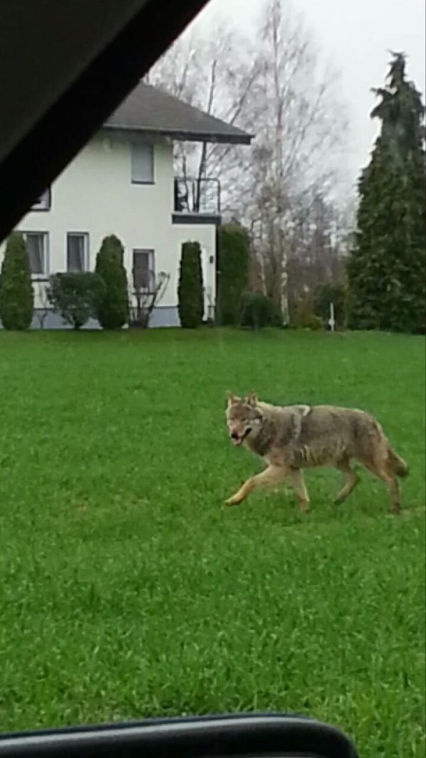 Ein Wolf wurde auch in Rietberg (Kreis Gütersloh) gesichtet. - © Maik Einhoff