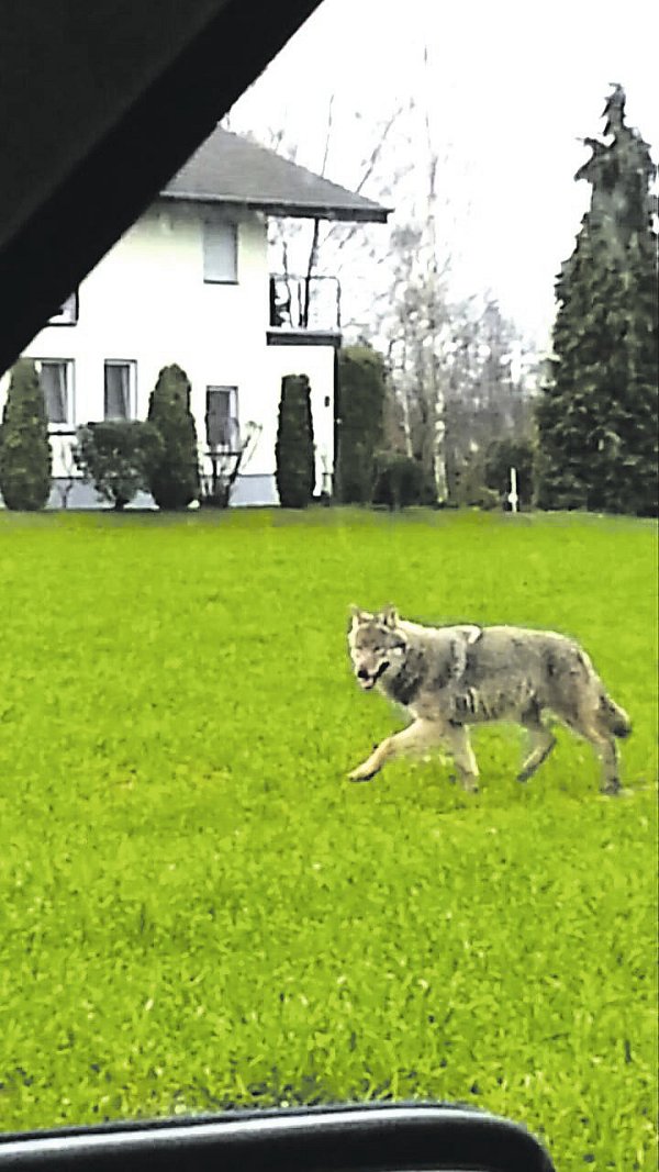 Auf einer Wiese: Wolfssichtung in Rietberg. - © Jannis Glasemacher