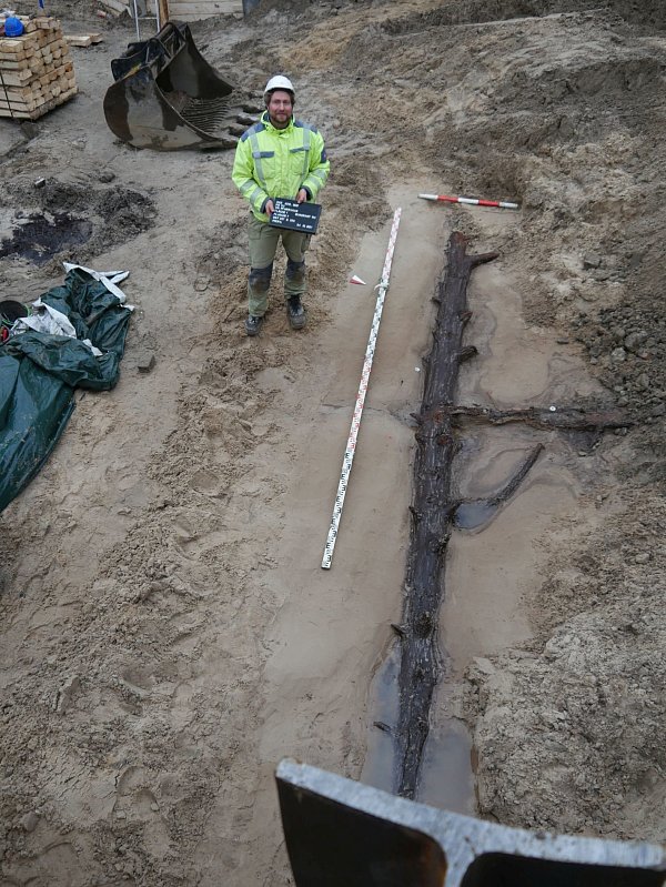 Der mehr als sechs Meter lange Stamm mit rund 30 Zentimetern Durchmesser ist vollständig freigelegt. Der Stamm setzt sich unterhalb der östlichen Grabungsgrenze weiter fort. - © Eggenstein Exca