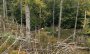 Nach großer Suchaktion: 80-Jährige aus Bad Driburg nach vier Tagen im Wald gerettet