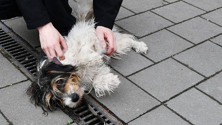Hunde, Katzen und Kaninchen: Diese Tiere aus Paderborn suchen ein ...